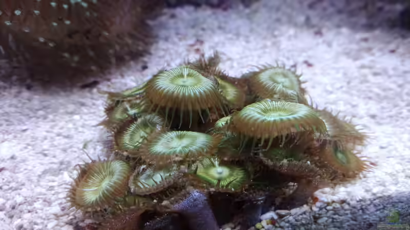 Dekoration im Aquarium Weichkorallenbecken von Torsten Bullmahn (42)