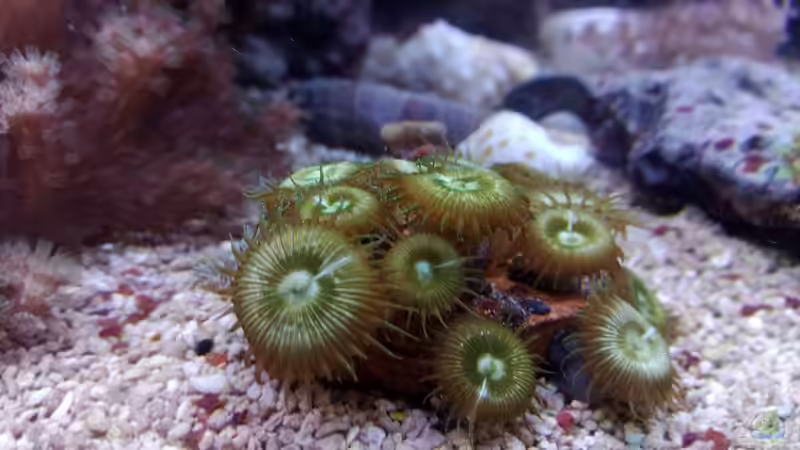 Dekoration im Aquarium Weichkorallenbecken von Torsten Bullmahn (43)