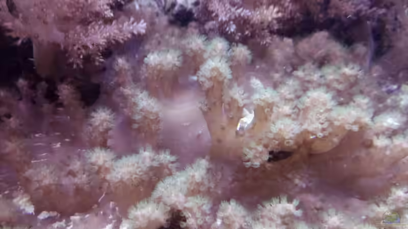 Dekoration im Aquarium Weichkorallenbecken von Torsten Bullmahn (44)