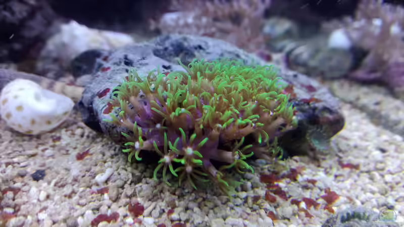 Dekoration im Aquarium Weichkorallenbecken von Torsten Bullmahn (45)