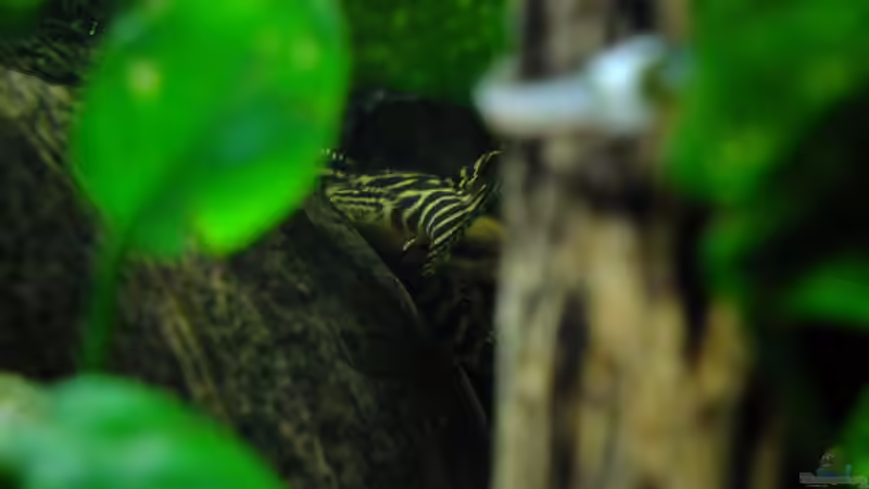 Dekoration im Aquarium Welse Becken von Taiwanese Inai (4)