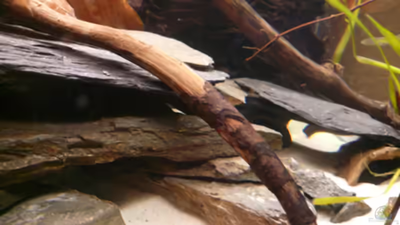 Dekoration im Aquarium Welse von Cichlid Power (10)