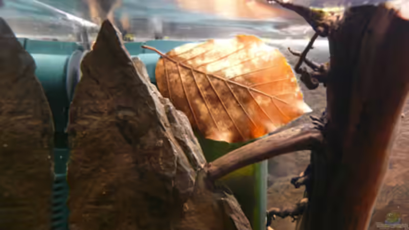 Dekoration im Aquarium Welse von Cichlid Power (11)