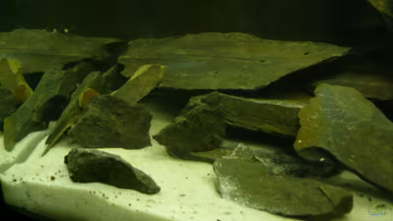 Dekoration im Aquarium Welse von Cichlid Power (6)