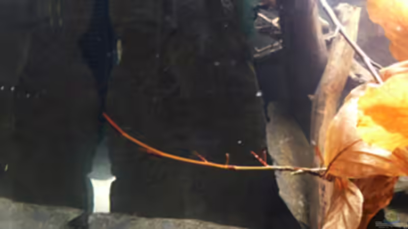 Dekoration im Aquarium Welse von Cichlid Power (7)