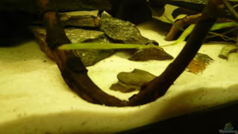 Dekoration im Aquarium Welse von Cichlid Power (8)