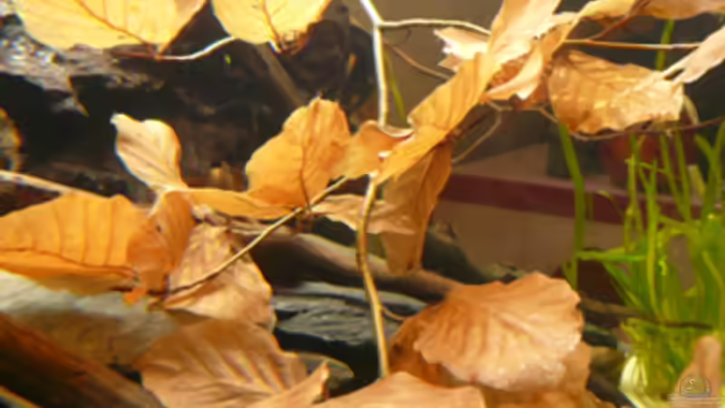 Dekoration im Aquarium Welse von Cichlid Power (9)