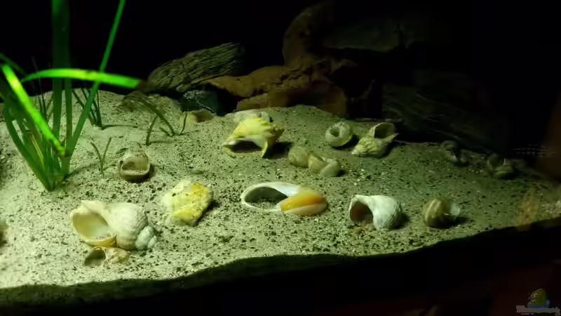 Dekoration im Aquarium Werk 3 von Bitman (10)