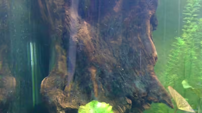 Dekoration im Aquarium westafrika (nur noch als Beispiel) von ml69 (17)