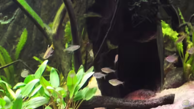 Dekoration im Aquarium Westafrika-Style (aufgelöst) von Dr. Manhattan (31)