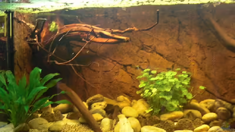 Dekoration im Aquarium WF Uatuma Diskus von Amazonas83 (2)