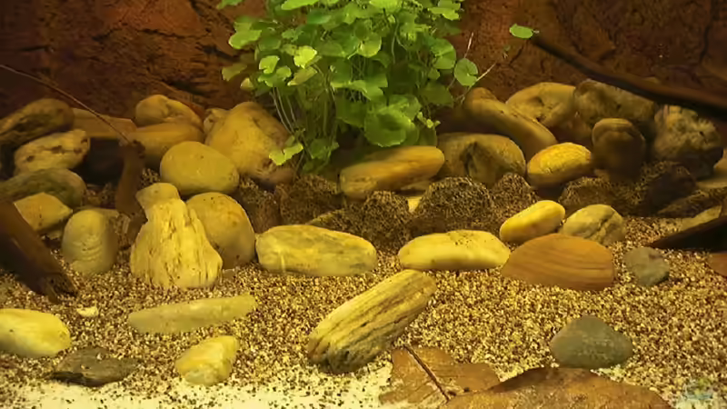 Dekoration im Aquarium WF Uatuma Diskus von Amazonas83 (3)