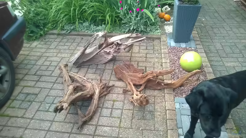 Dekoration im Aquarium Wildes Wohnzimmer ( Nur noch als Beispiel) von Leo-FAN (19)