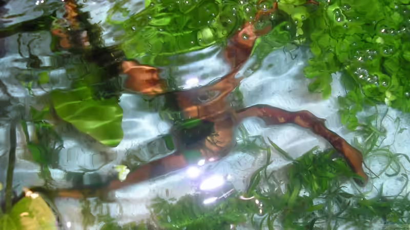 Dekoration im Aquarium Wirbellose I von mariajudyta (7)