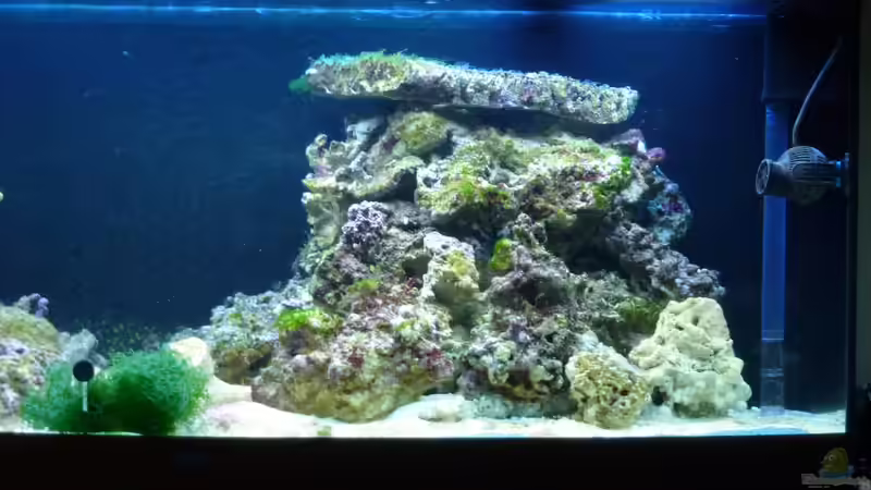 Dekoration im Aquarium Wohnzimmer Riff von Silverlight (2)