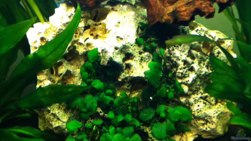 Dekoration im Aquarium Wohnzimmer von Yejo (13)