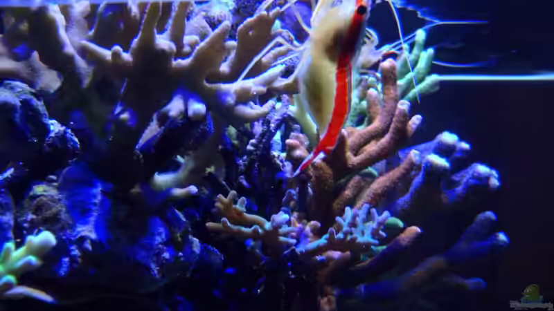 Dekoration im Aquarium Wohnzimmerriff (nur noch als Beispiel) von Tom81 (7)