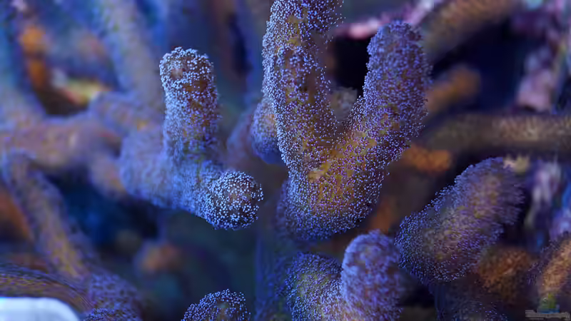 Dekoration im Aquarium Wohnzimmerriff von MartinS (29)