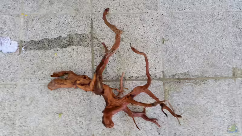 Dekoration im Aquarium Wurzelbiotop 2 (Nur noch als Beispiel) von Bernd N. (25)