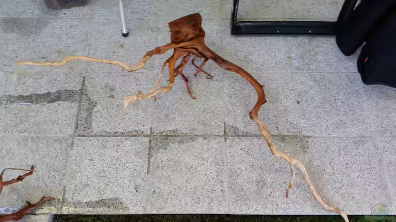 Dekoration im Aquarium Wurzelbiotop 2 (Nur noch als Beispiel) von Bernd N. (26)