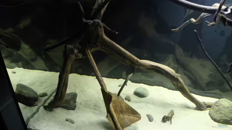 Dekoration im Aquarium Wurzelbiotop von Bernd N. (21)