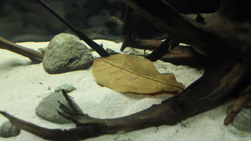 Dekoration im Aquarium Wurzelbiotop von Bernd N. (22)