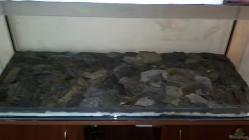 Dekoration im Aquarium Wuselbecken von Ferolikum (7)