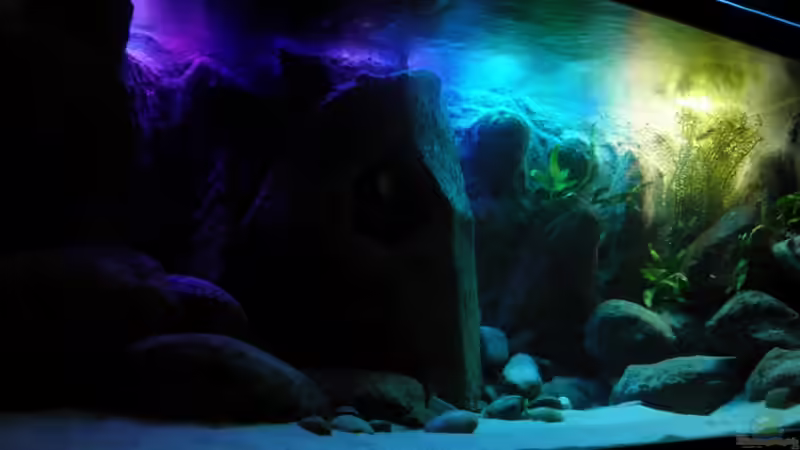 Dekoration im Aquarium Yellowhome von Franek (25)