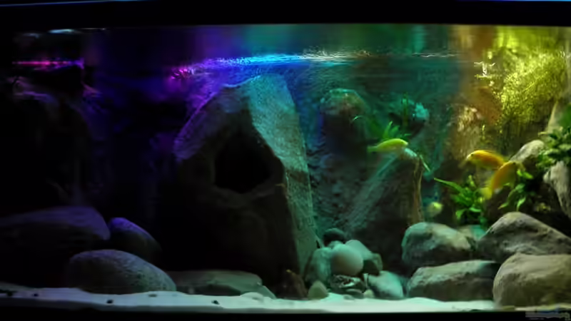 Dekoration im Aquarium Yellowhome von Franek (27)