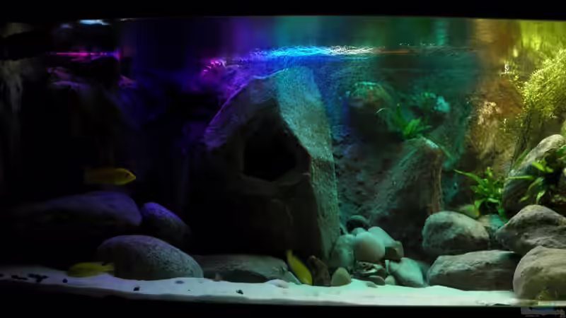 Dekoration im Aquarium Yellowhome von Franek (29)