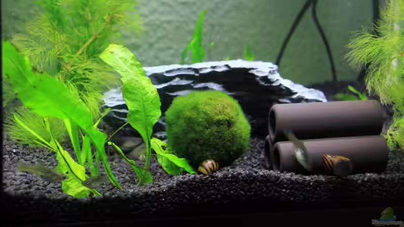 Dekoration im Aquarium Zebra`s Mini-AQ von Sebastian Wolff (8)