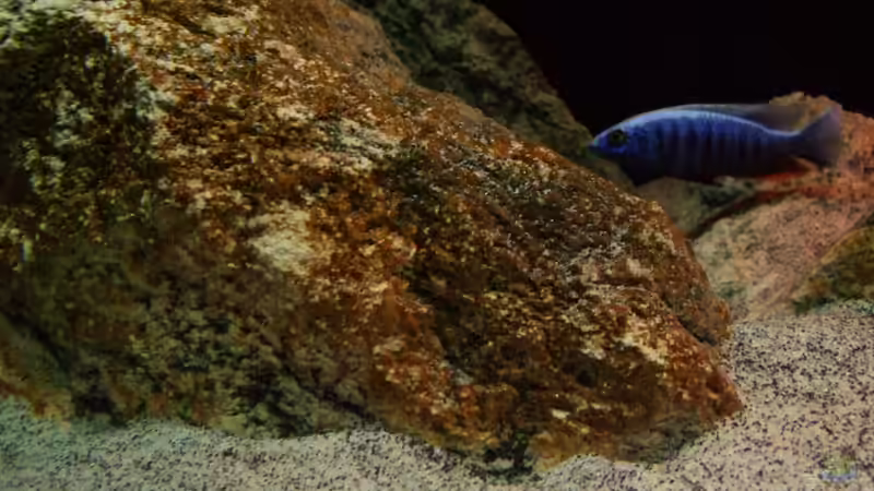 Dekoration im Aquarium ZU VERKAUFEN OPEN FREE TERRITORY von Sternenseeträumer (23)