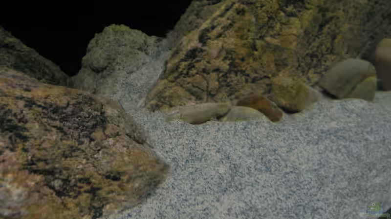 Dekoration im Aquarium ZU VERKAUFEN OPEN FREE TERRITORY von Sternenseeträumer (24)