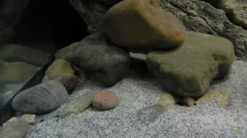 Dekoration im Aquarium ZU VERKAUFEN OPEN FREE TERRITORY von Sternenseeträumer (25)