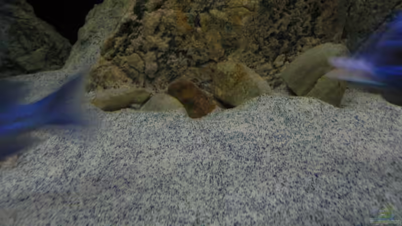 Dekoration im Aquarium ZU VERKAUFEN OPEN FREE TERRITORY von Sternenseeträumer (26)