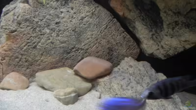 Dekoration im Aquarium ZU VERKAUFEN OPEN FREE TERRITORY von Sternenseeträumer (27)