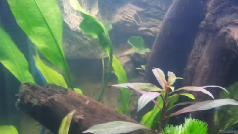 Dekoration im Aquarium Zur feuchten Flosse von marciii1985 (13)