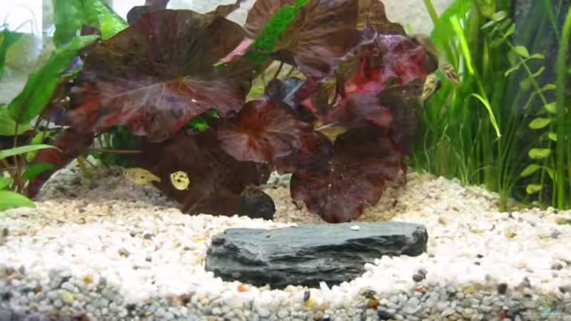 Dekoration im Aquarium Zwergkugelfisch-Artbecken von Christina Studt (15)