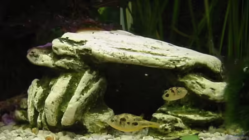 Dekoration im Aquarium Zwergkugelfisch-Artbecken von Christina Studt (16)