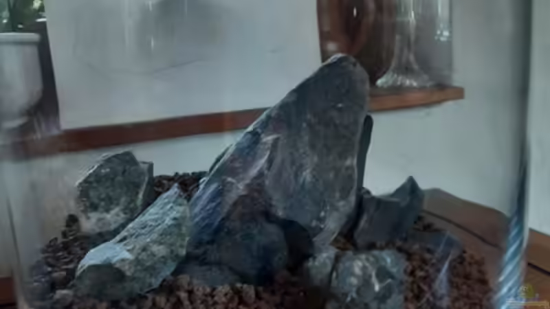 Dekoration im Aquarium Zylindervase von Katja H (2)