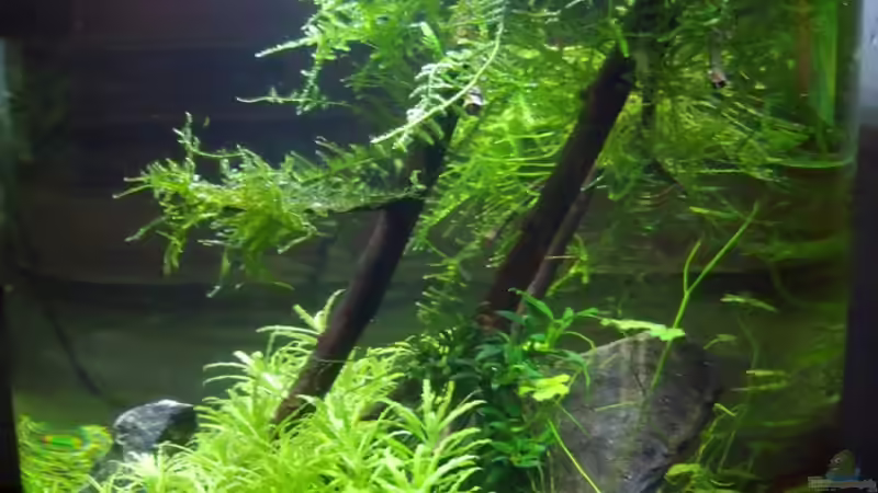 Dekoration im Aquarium Zylindervase von Katja H (5)