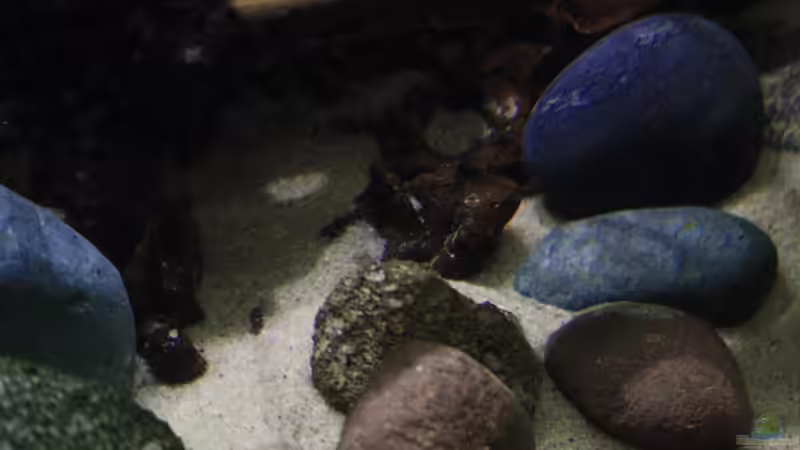 Dekoration im Becken mit verschiedenen Steinen.. von Florian Bandhauer (52)