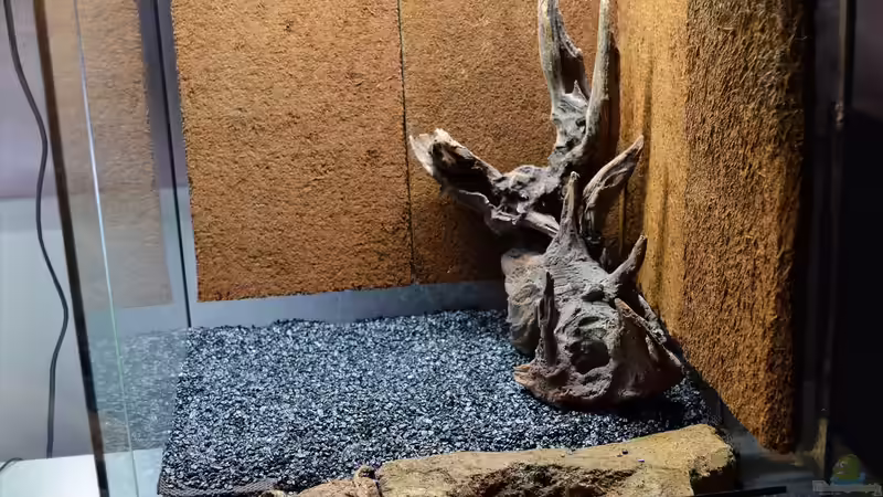 Dekoration im Terrarium Canyon von Junglist (22)