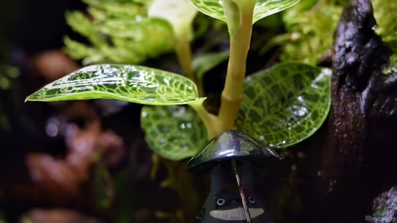 Dekoration im Terrarium Canyon von Junglist (29)