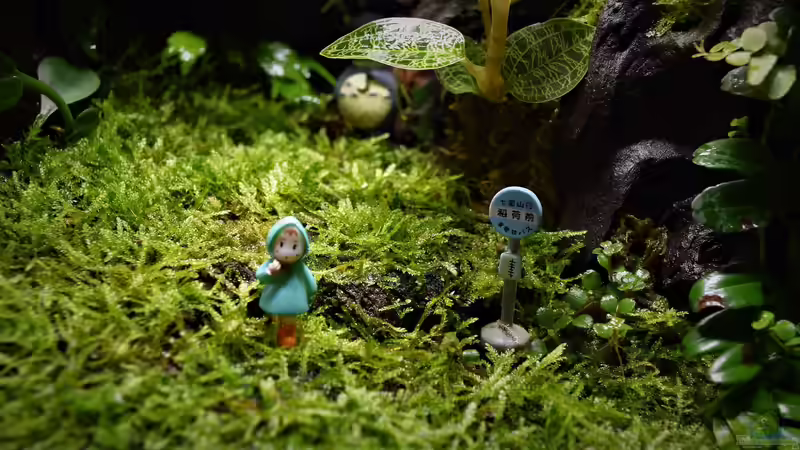 Dekoration im Terrarium Canyon von Junglist (31)