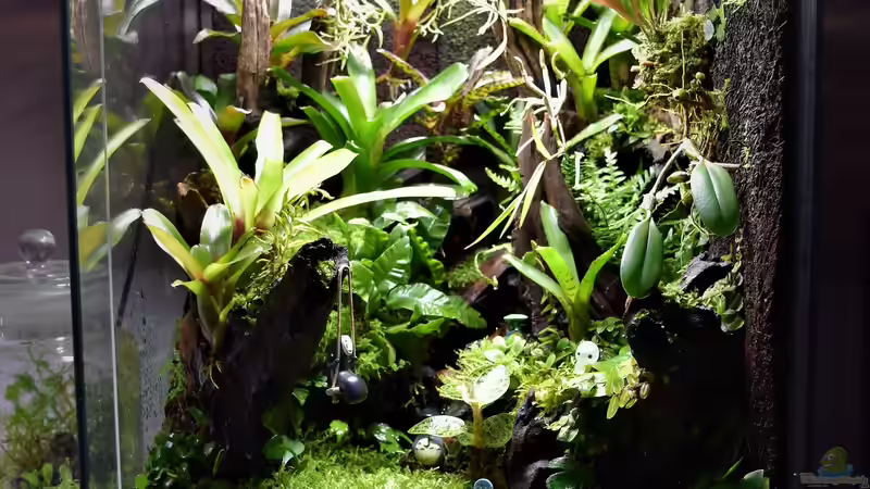 Dekoration im Terrarium Canyon von Junglist (32)