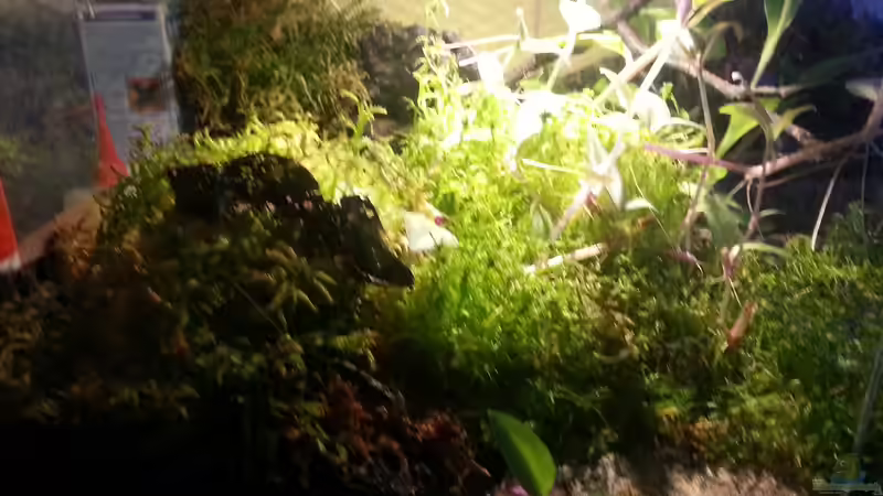 Dekoration im Terrarium Geosesarma hagen Terrarium von Tobias Seiffert (3)