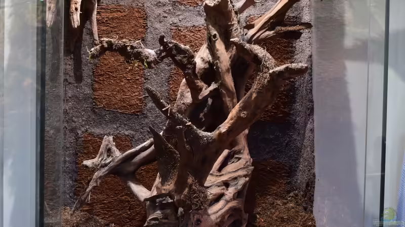 Dekoration im Terrarium Hightower von Junglist (49)