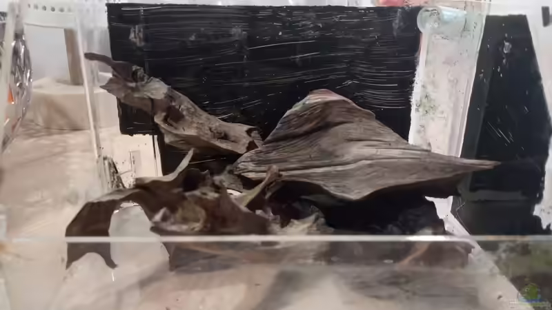 Dekoration im Terrarium Kedagang von Junglist (9)