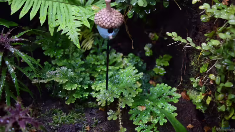 Dekoration im Terrarium Ohne Seil, aber mit doppelten Boden von Junglist (55)